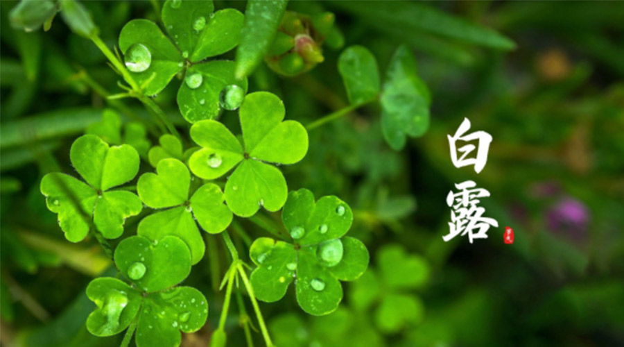 白露時(shí)節(jié)！ 金環(huán)電器提醒大家要注意這些事項(xiàng)